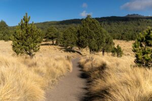 pexels photo 35848200